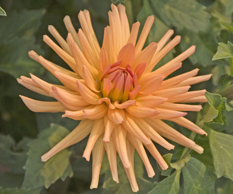 Dahlia Dandies Photo Gallery